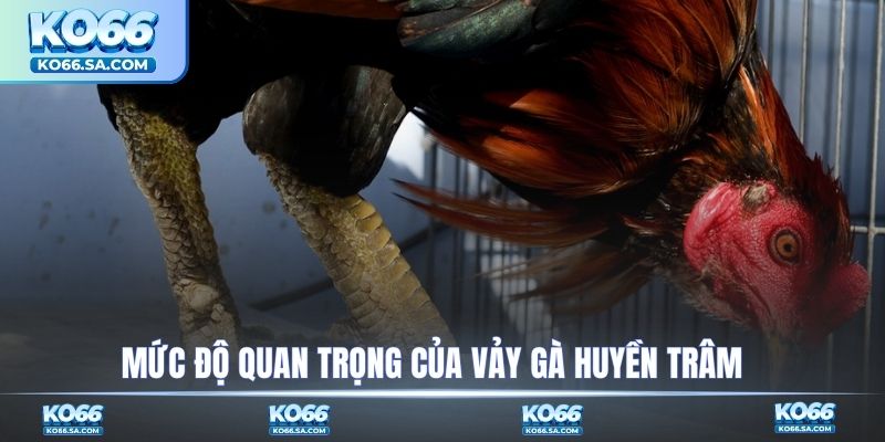 Mức độ quan trọng của vảy gà Huyền Trâm